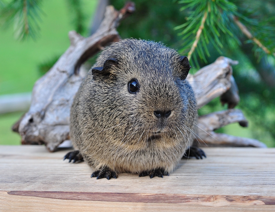 Small animals rodents sweet