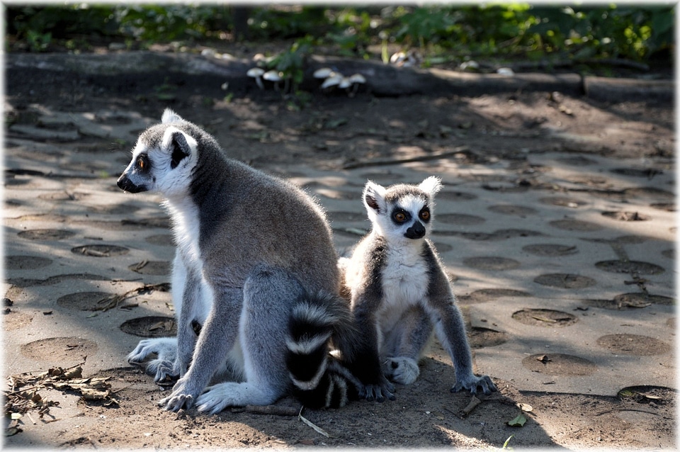 Animal wildlife wild