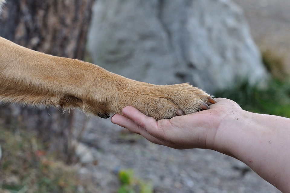 Dog human close up