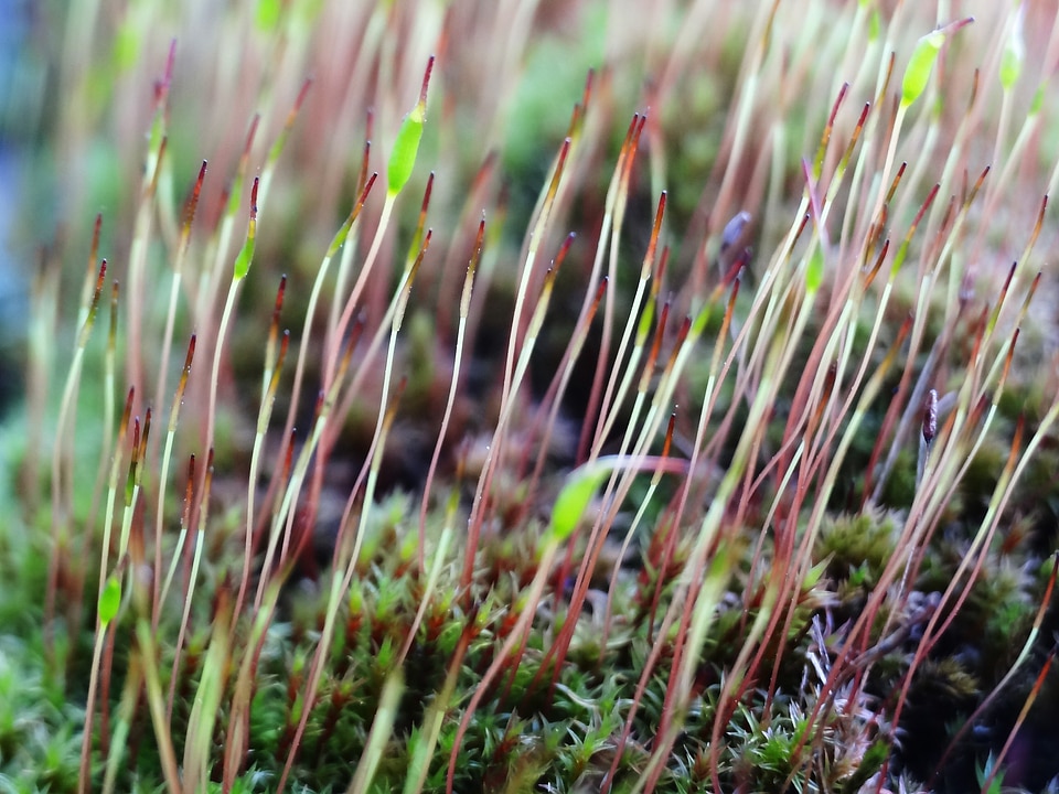 Plant nature close up