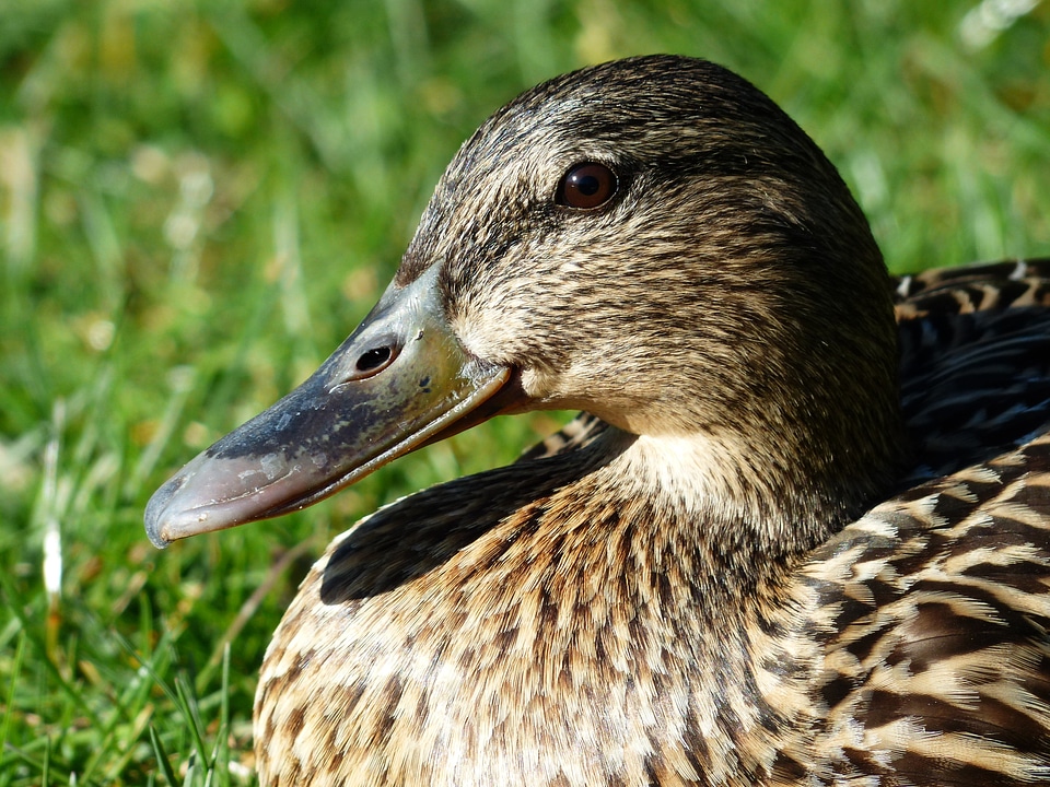 March duck species duck bird