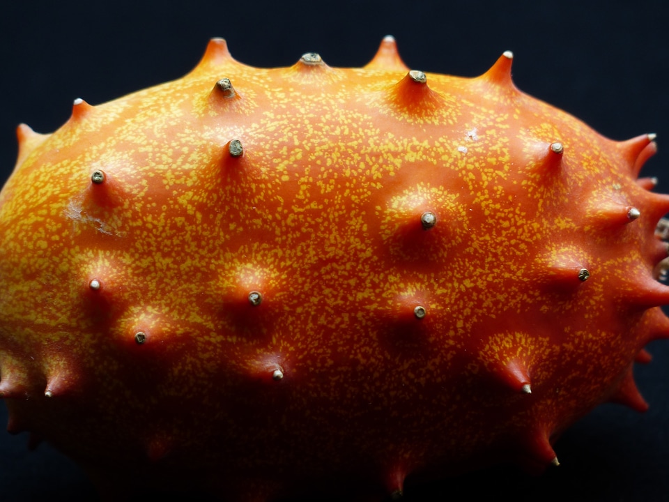 Prickly horn melon cucumis metuliferus