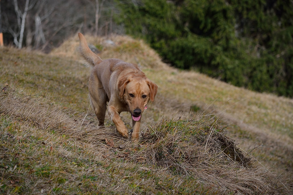 Meadow dog on meadow pet