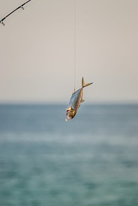 Fishing florida food