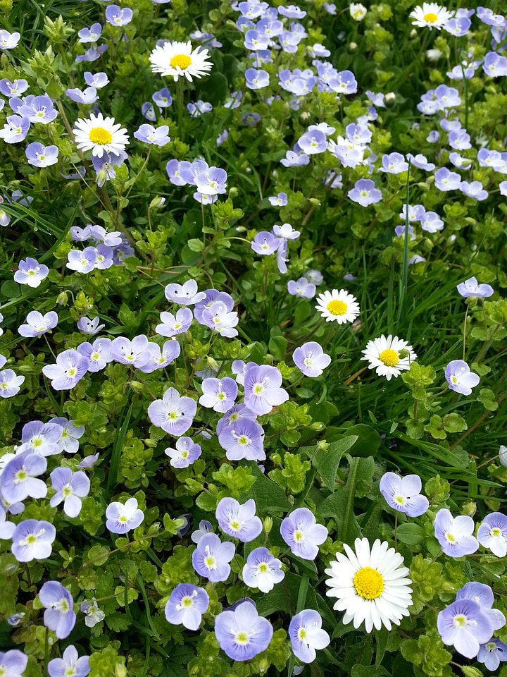 Flowers plant meadow