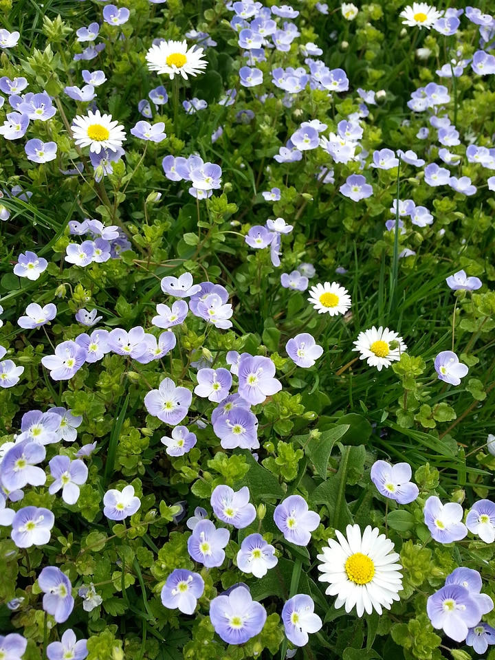 Flowers plant meadow photo