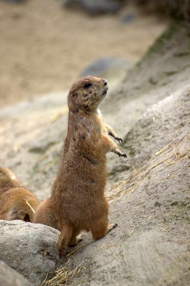 Gophers chip munk Free photos