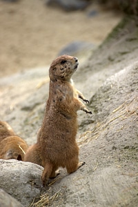 Gophers chip munk Free photos