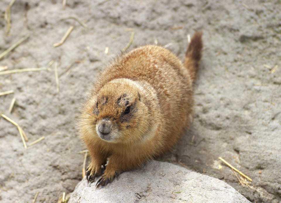 Gophers chip munk Free photos