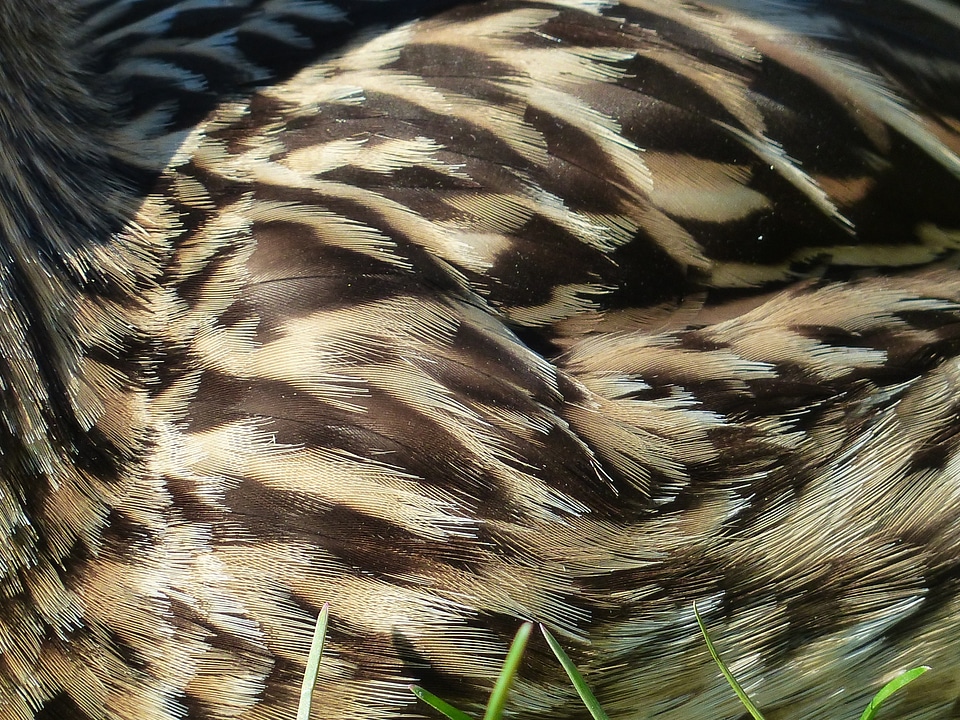 Striped light brown mallard