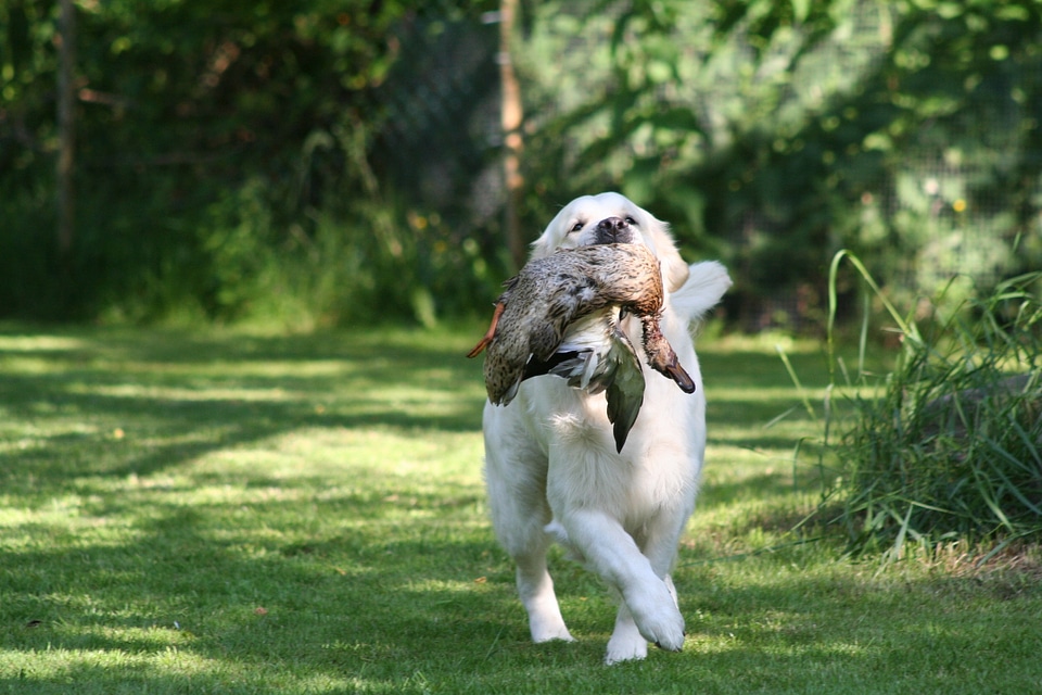 Duck hunt trailing wild