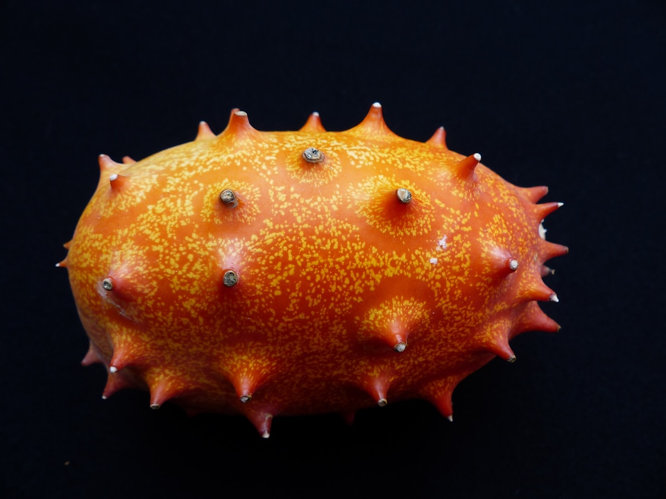 Prickly horn melon cucumis metuliferus