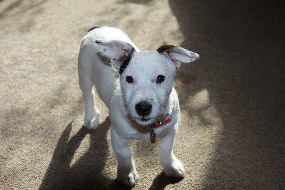 Animal puppy terrier