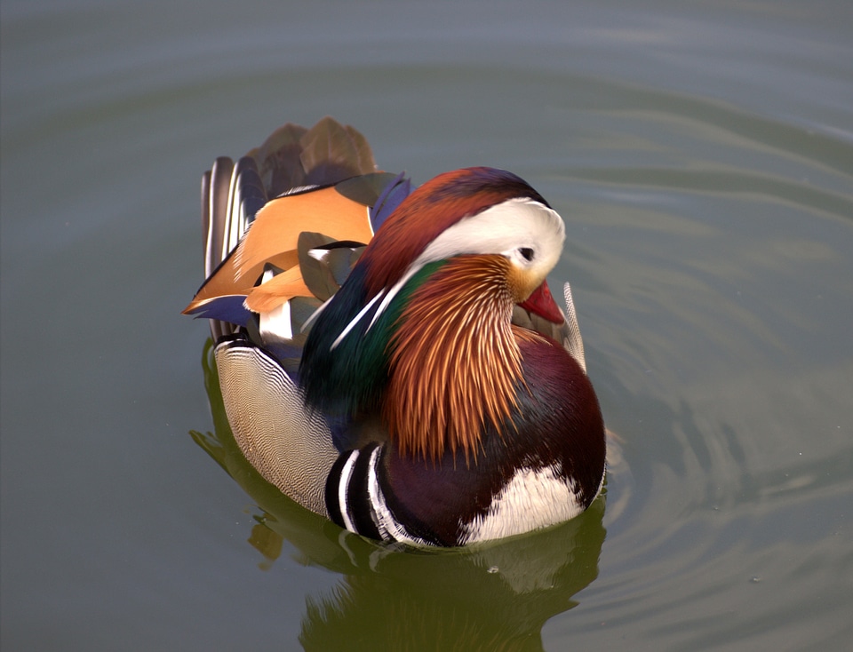 Duck bird animal world water