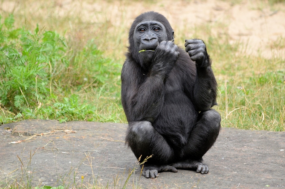 Primate animal wildlife