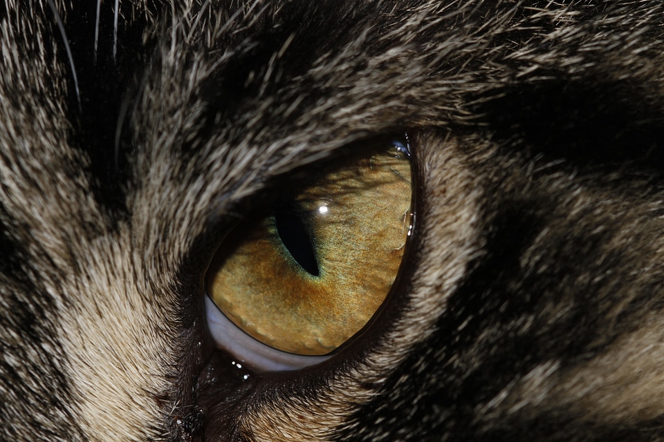 Animal eye eyes animals