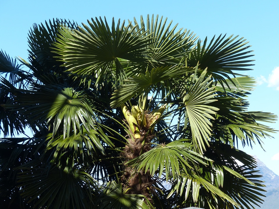 Shade tree leaves wedel
