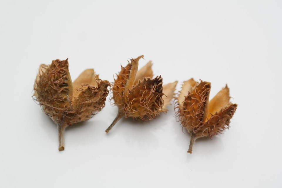 Achene beech fagus sylvatica