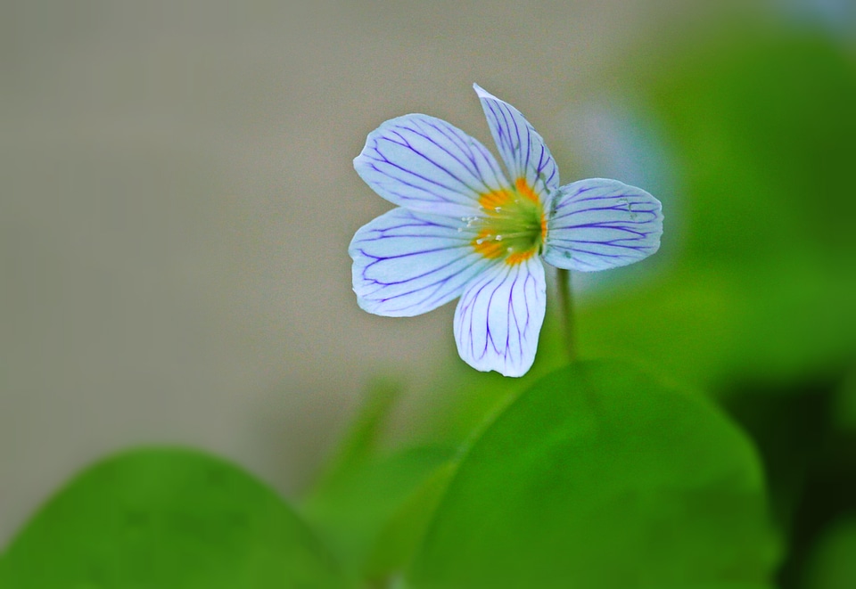 Flower plant close up