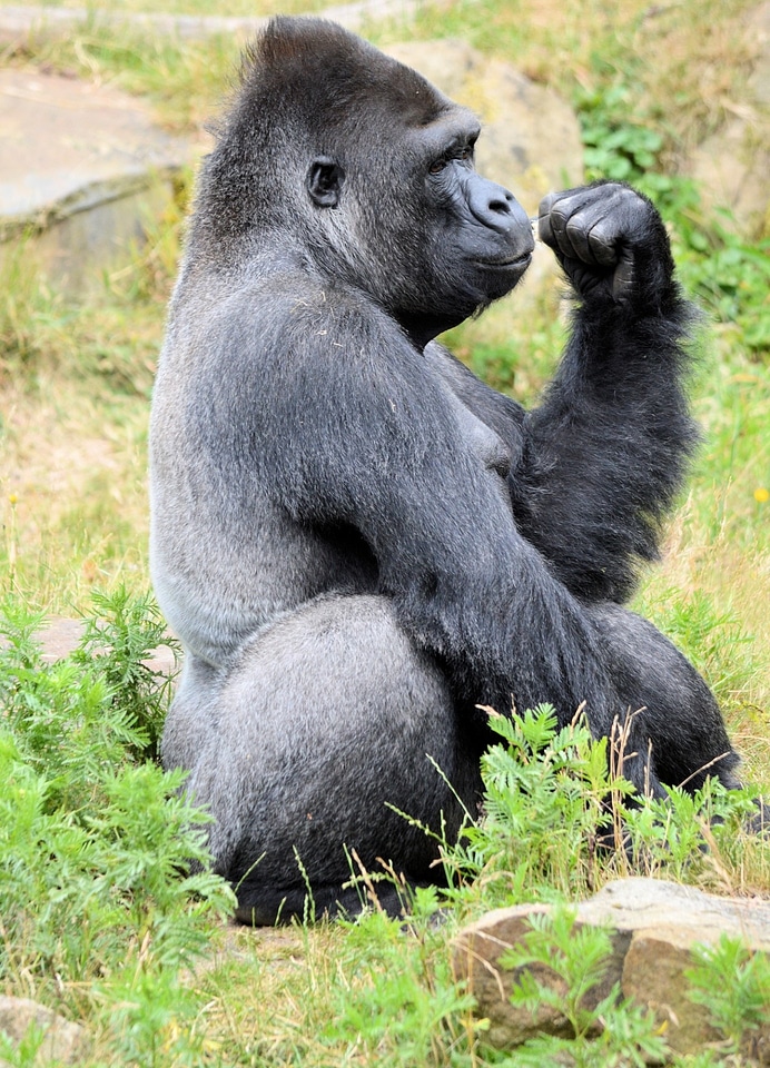 Primate animal wildlife