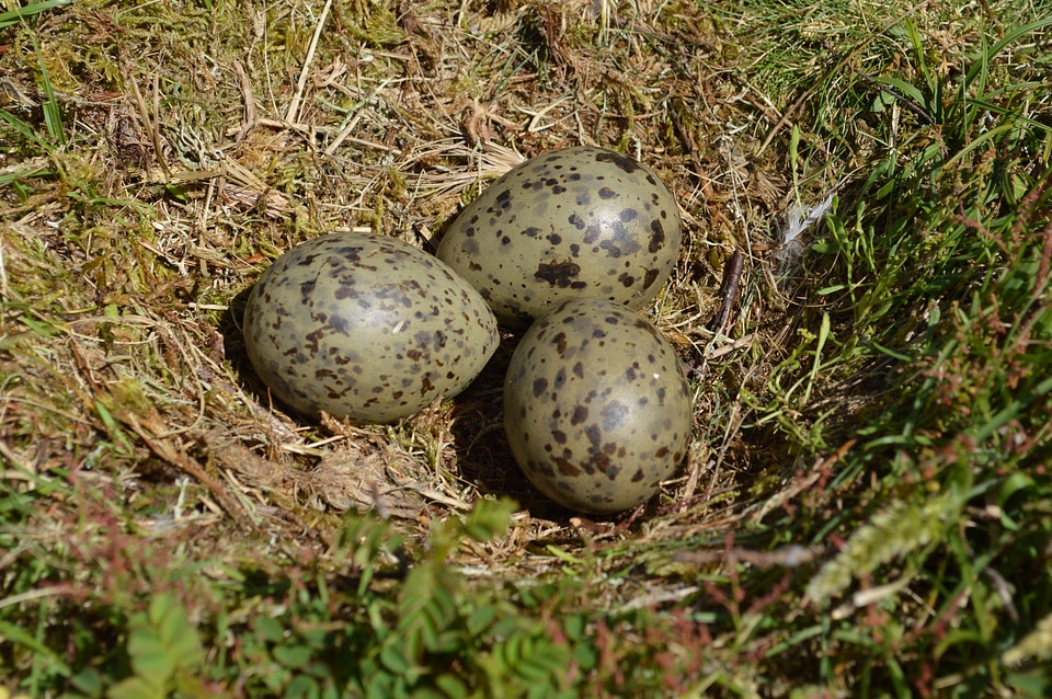 Nest gulls nest three