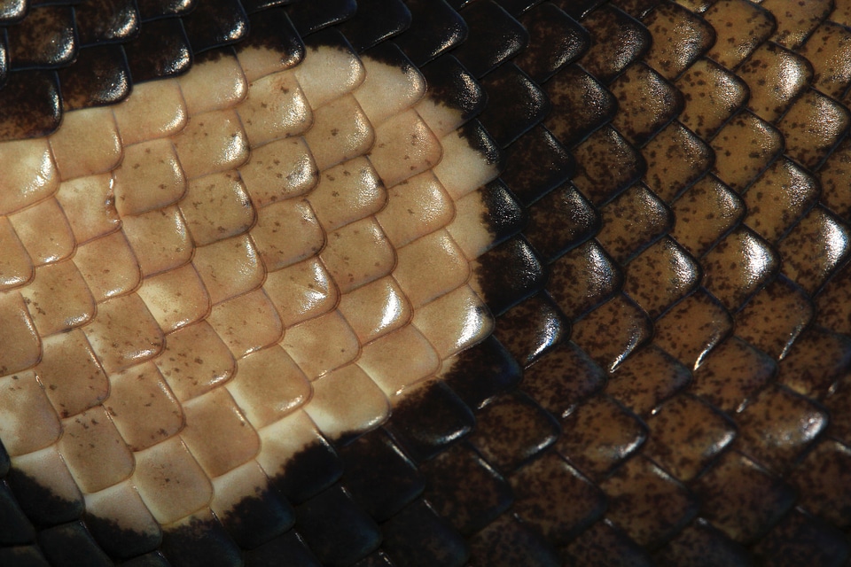 Brown structure texture