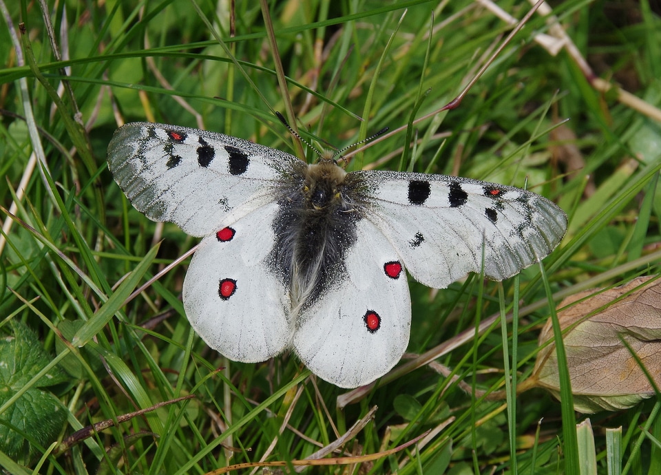 Swallowtail butterflies strictly protected apollofalter