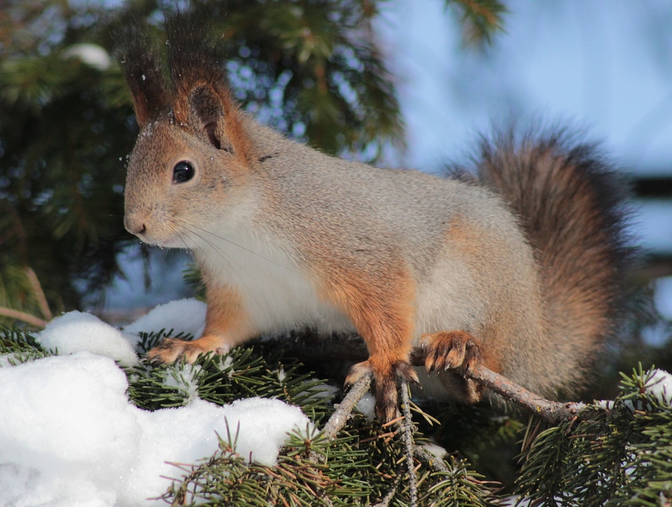 Animal wildlife nature photo