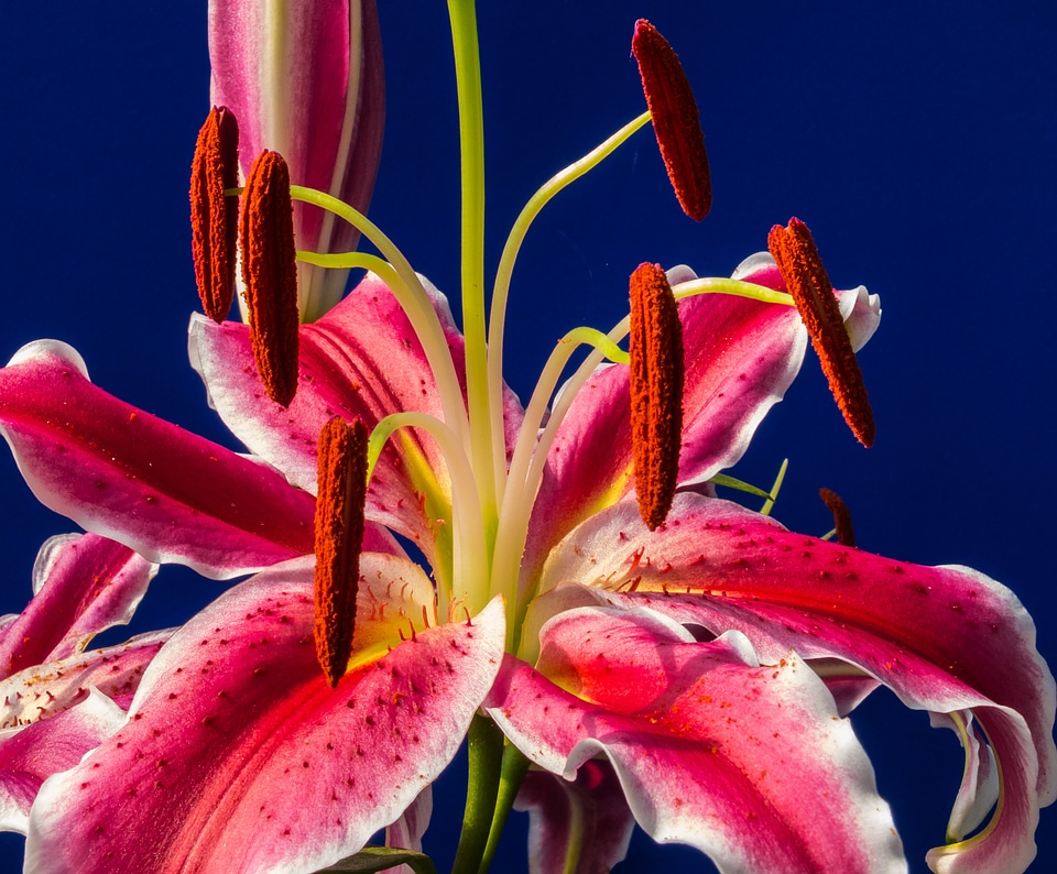 Flower red blossomed