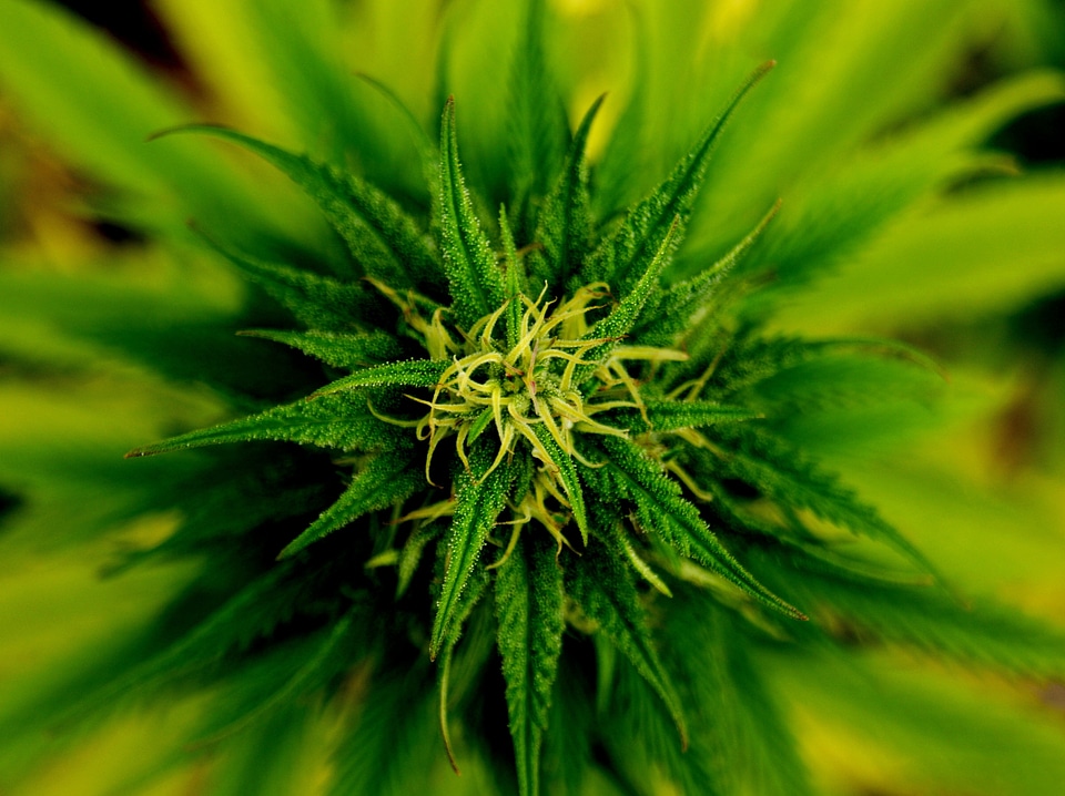 Flower green plant