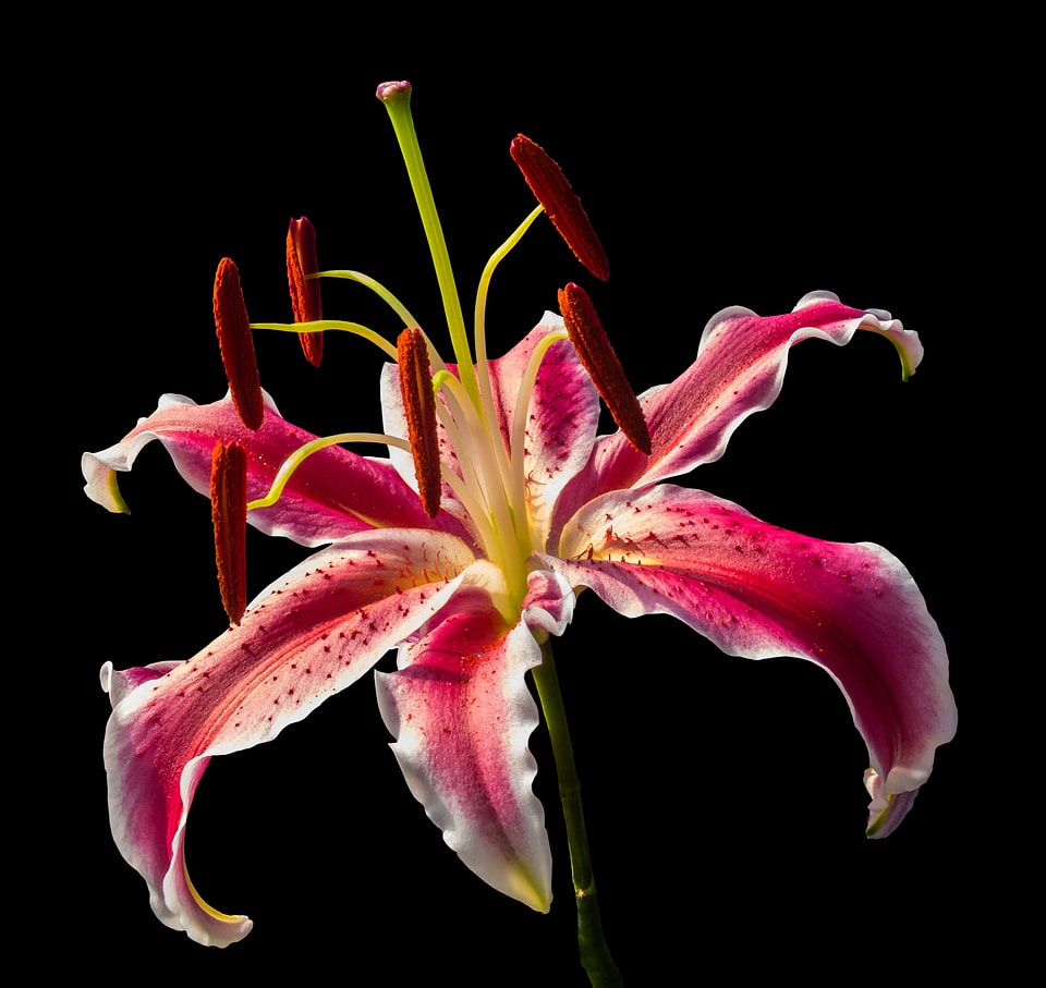 Flower red blossomed