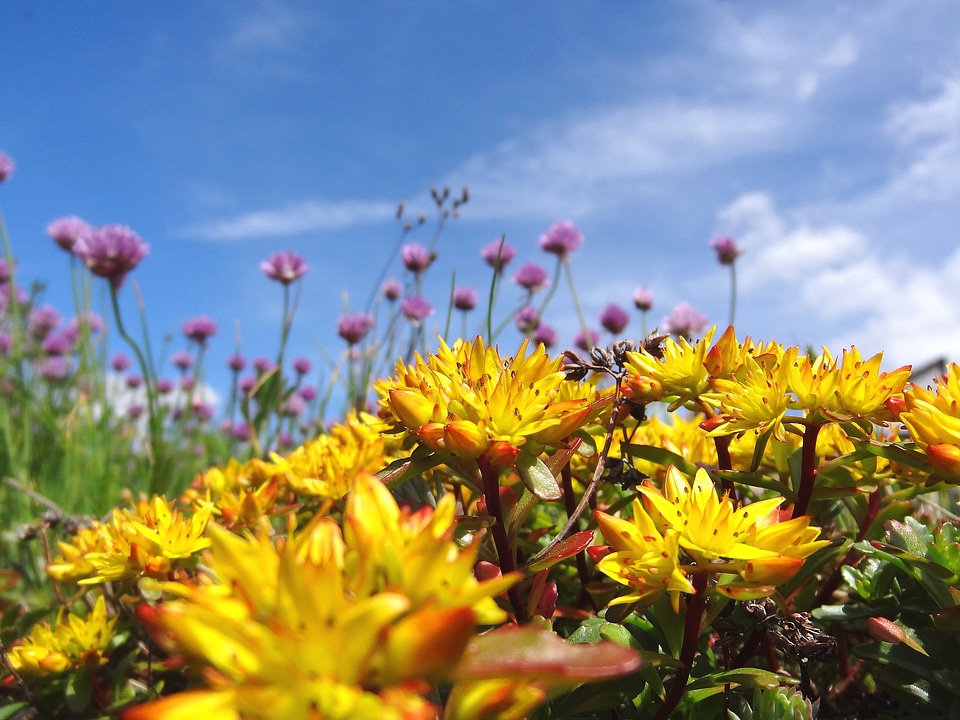 Flowers blütenmeer yellow