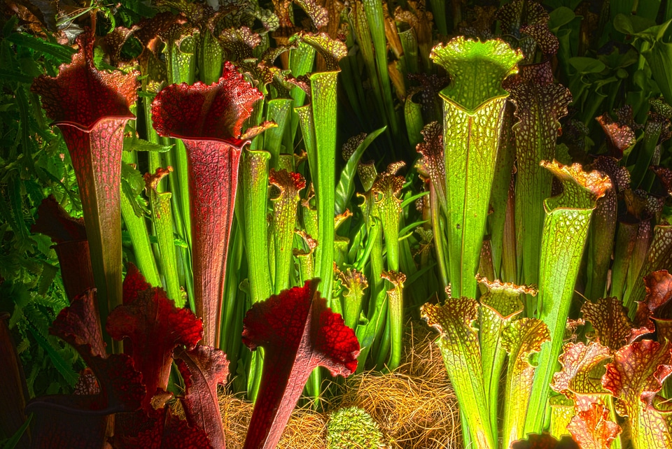Plant natural botanical