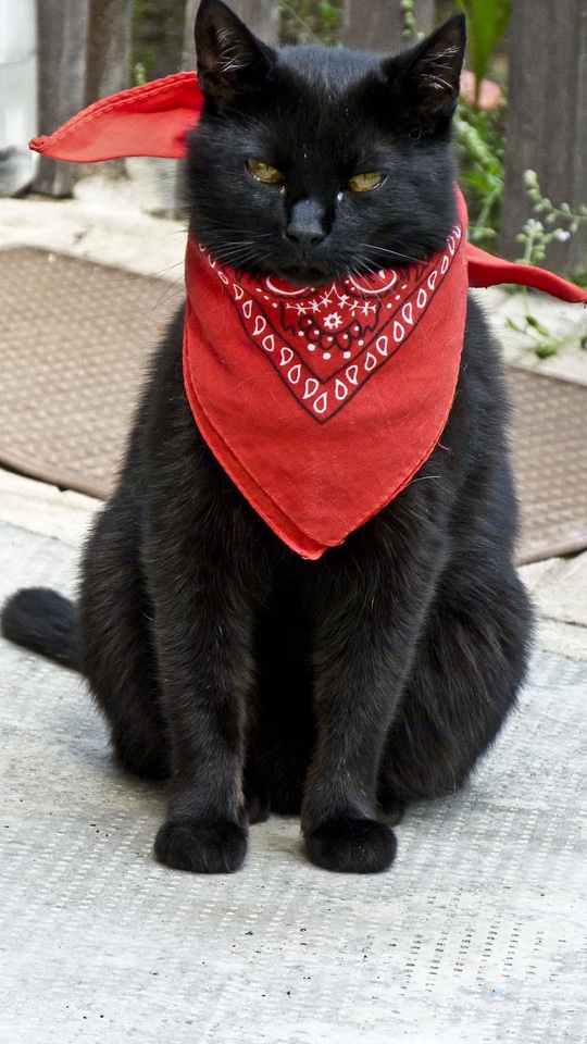 Black cat kitten