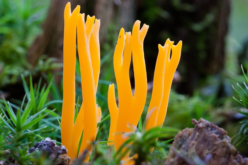 Goatee meadow coral clavaria corniculata