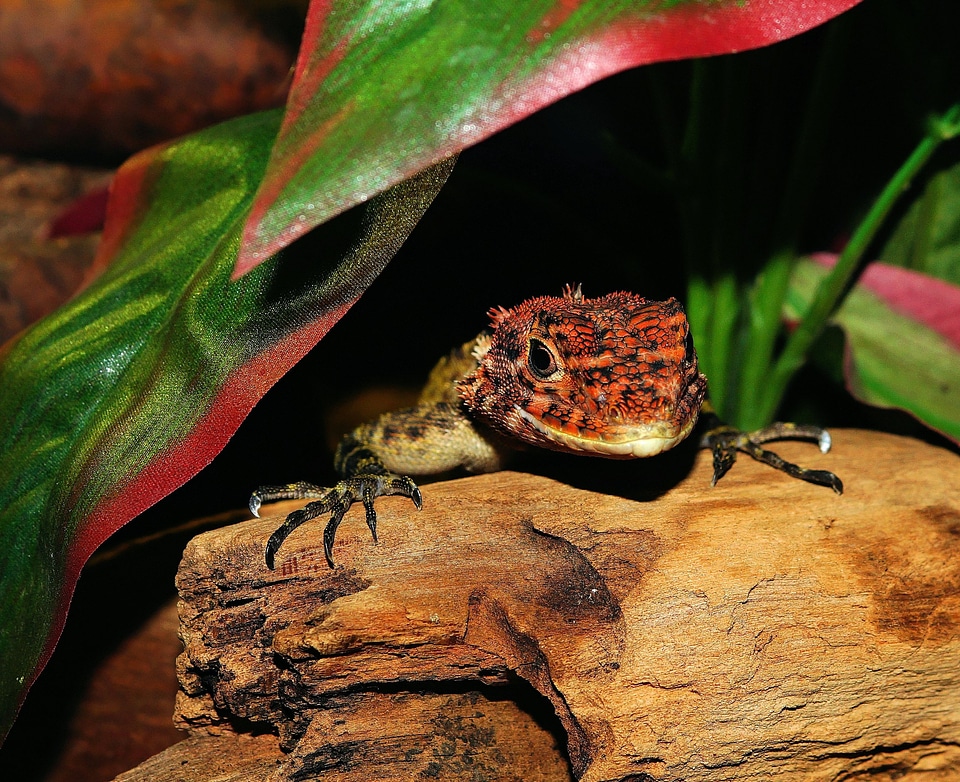 Terrarium urtier dry