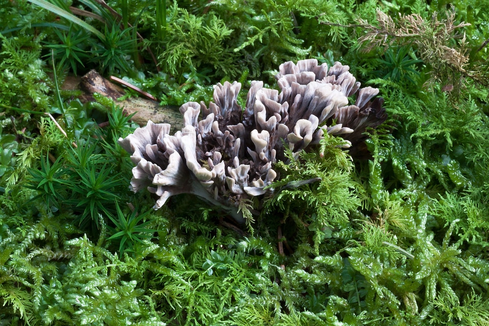 Clavaria cristata mushroom white