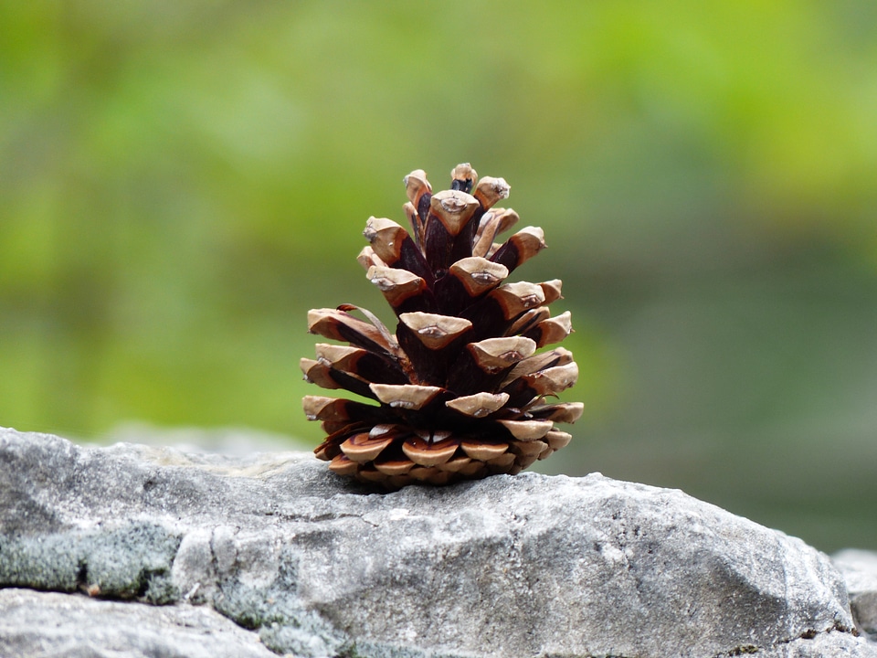 Strobilus conifer cones seeds