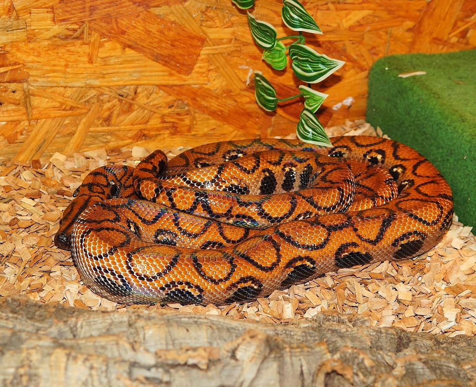 Orange terrarium epicrates cenchria cenchria