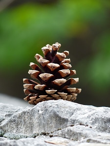 Stone strobilus conifer cones