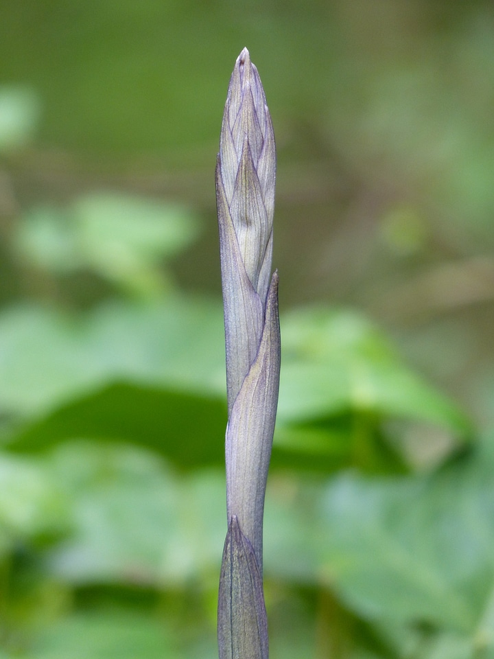 Sprout plant true solomon's seal