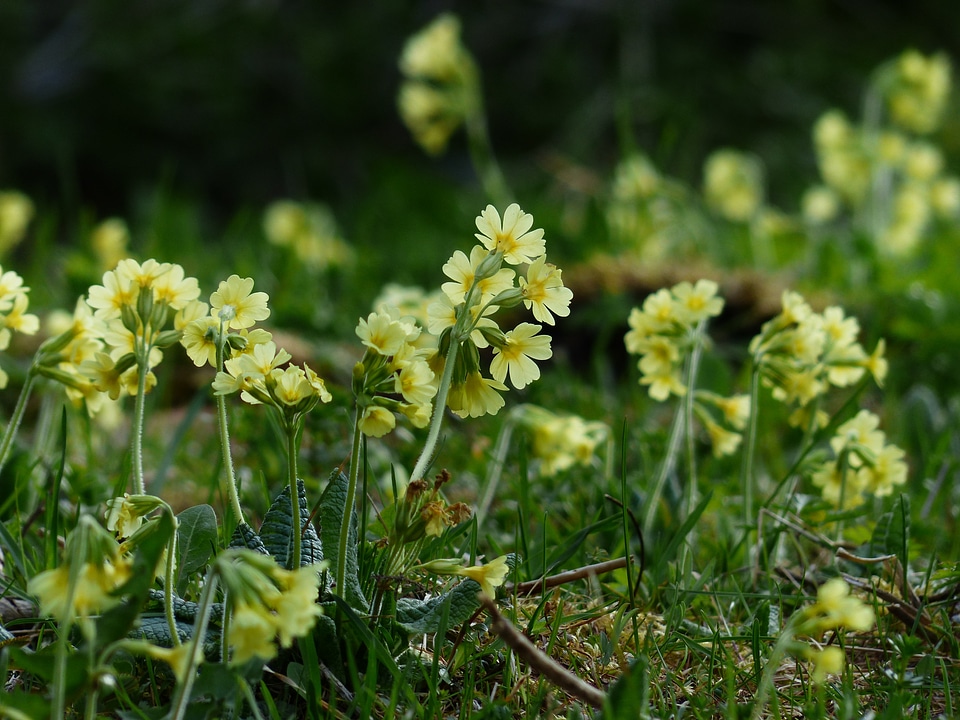 Yellow high primrose primula elatior