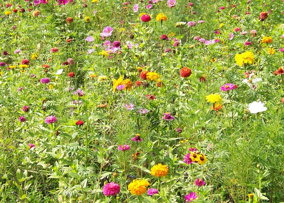 Floral plants natural