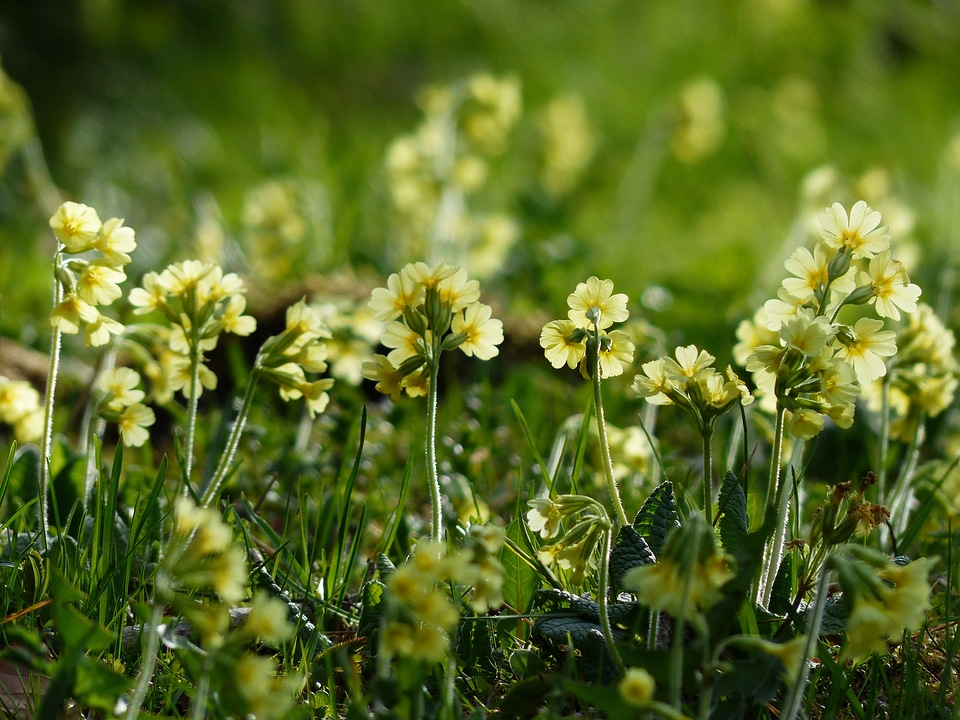 Yellow high primrose primula elatior