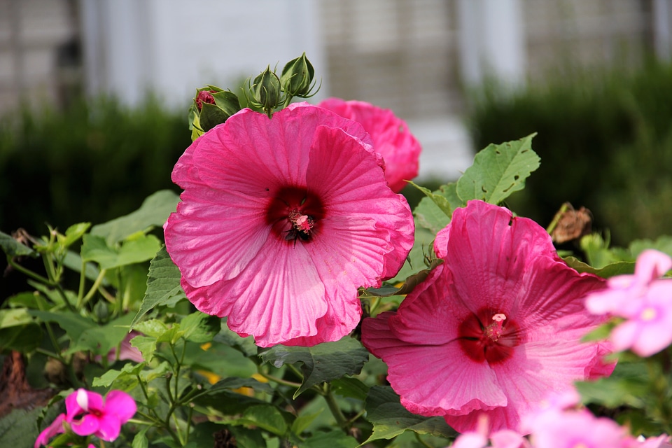 Floral blossom petal