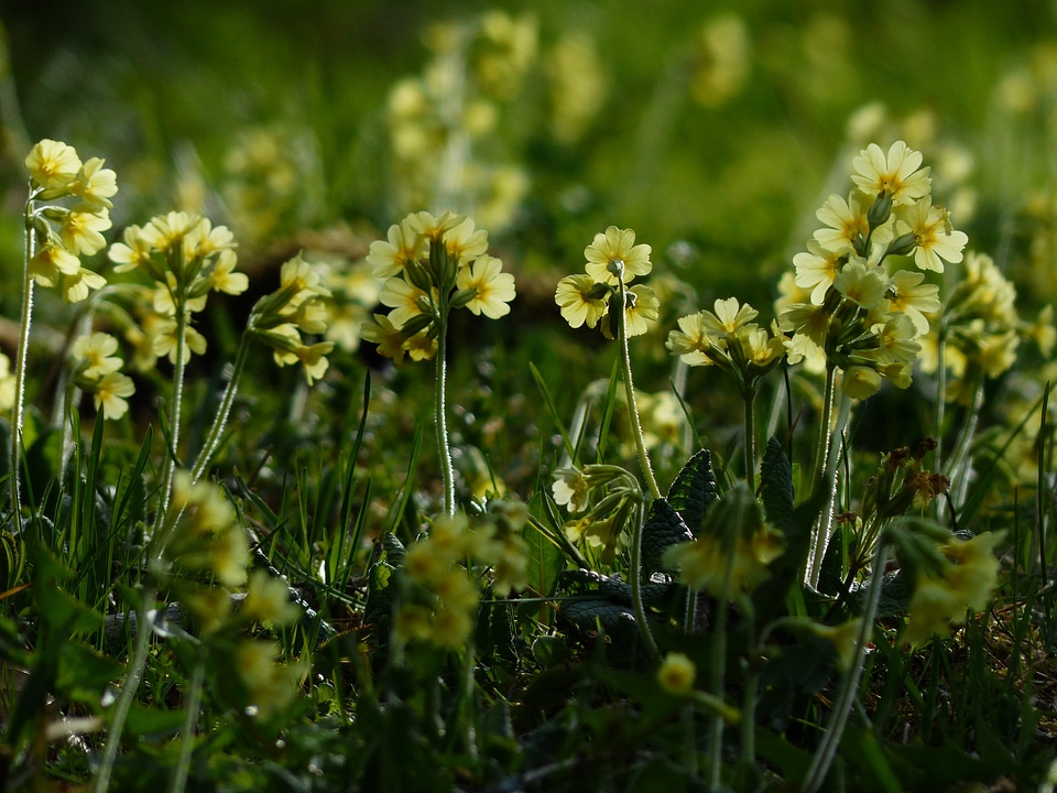 Yellow high primrose primula elatior