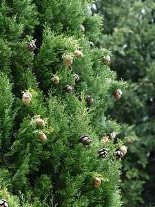 Cypress under glass cupressaceae mediterranean cypress photo