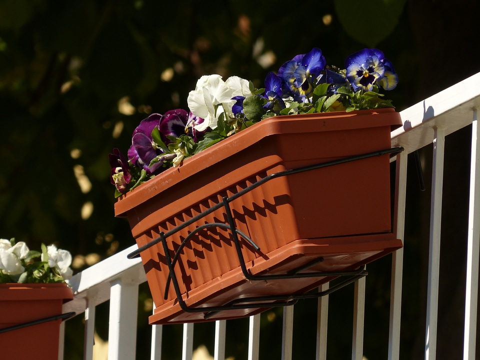 Pansy balcony railing