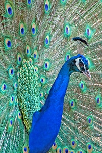 Head beak blue