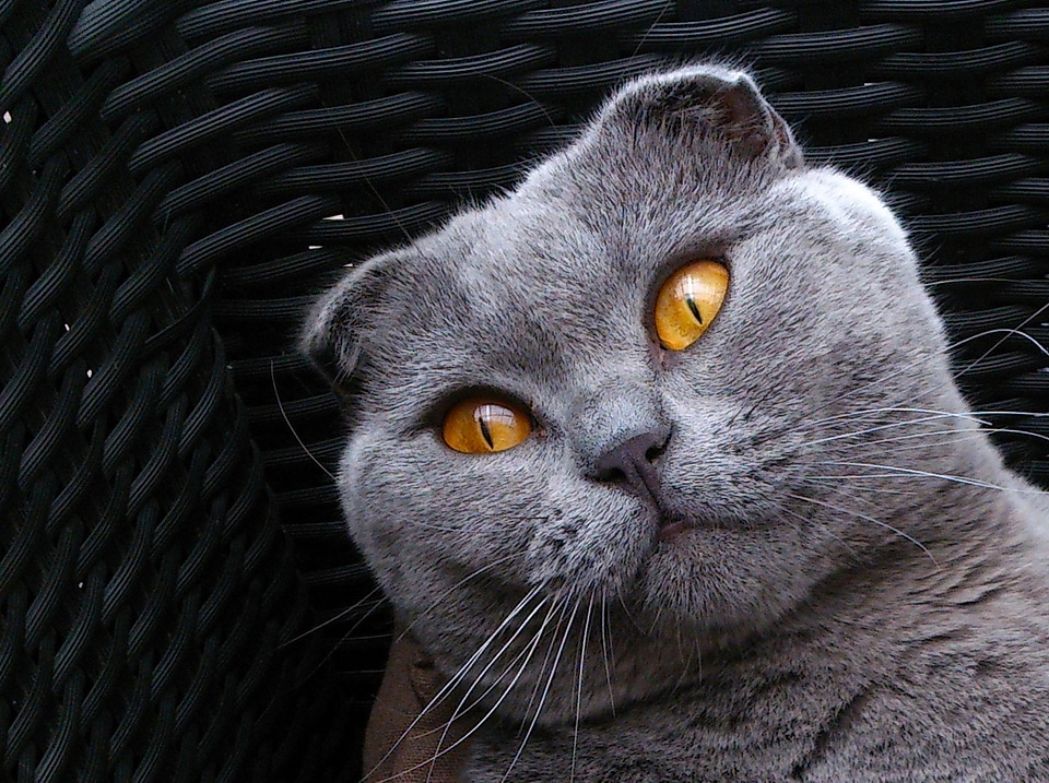 Gray animals cute animals